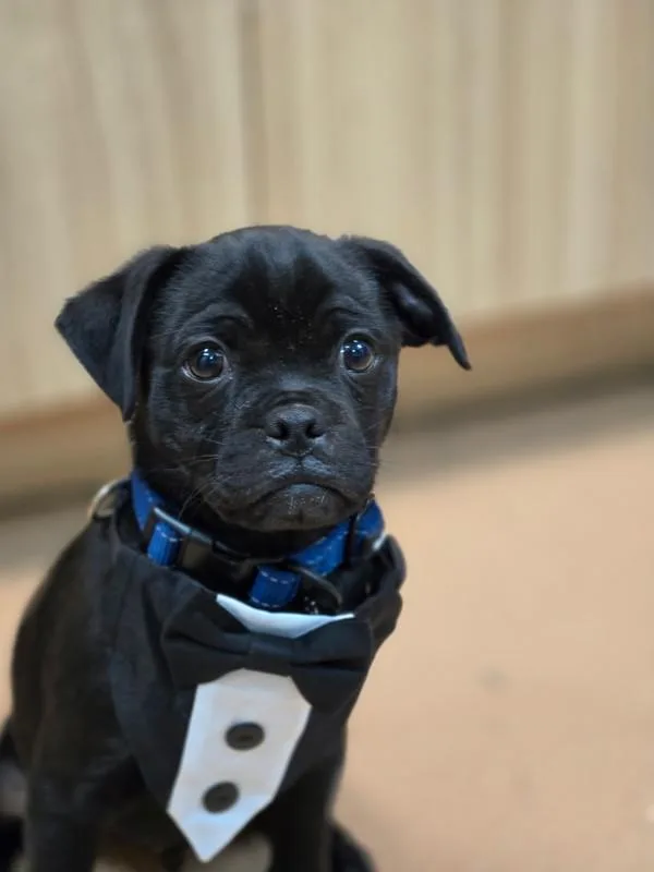 A baby small-sized male Pug dog named Lentil for adoption in Kennewick, WA
