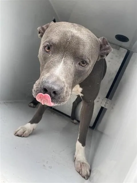 An adult extra large-sized male Pit Bull Terrier dog named Leroy for adoption in Houston, TX