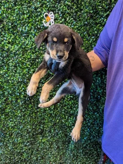A baby small-sized female Shepherd dog named 61689198 for adoption in El Paso, TX