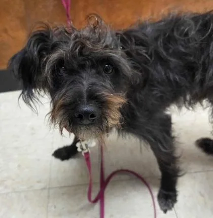 A young small-sized male Terrier dog named Scrappy for adoption in Burlington, WA