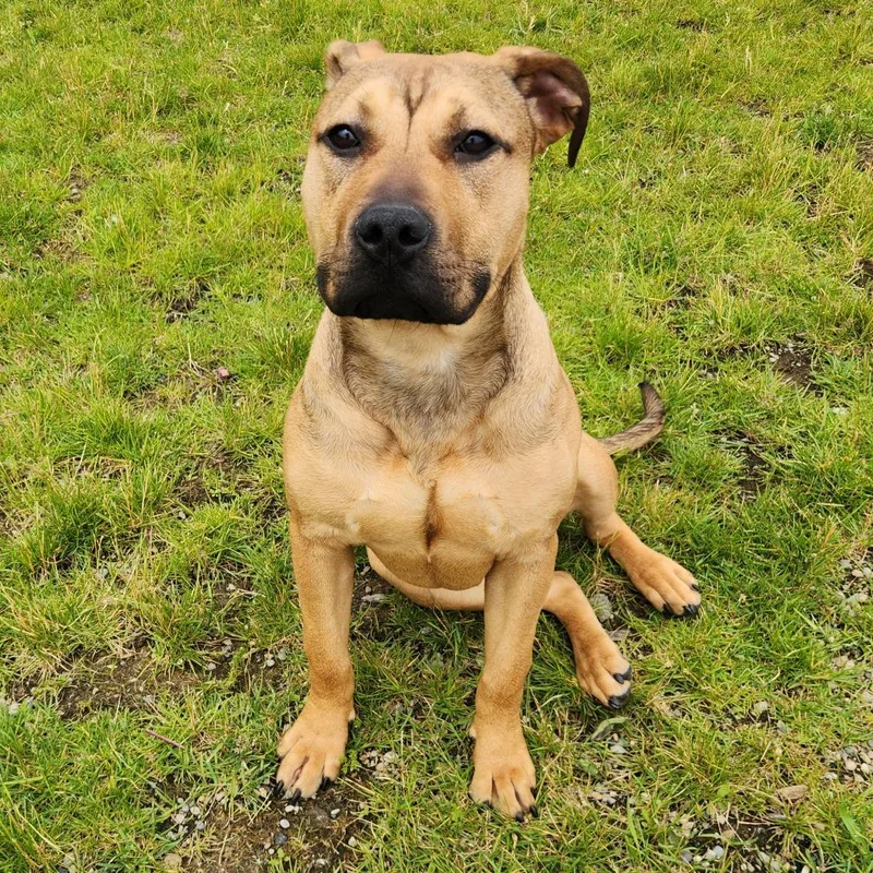 A young medium-sized female Yellow / Tan / Blond / Fawn Pit Bull Terrier dog named Pibble for adoption in Fort Wayne, IN