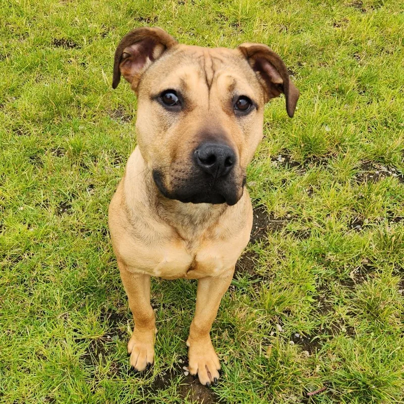 Pibble thumbnail 2