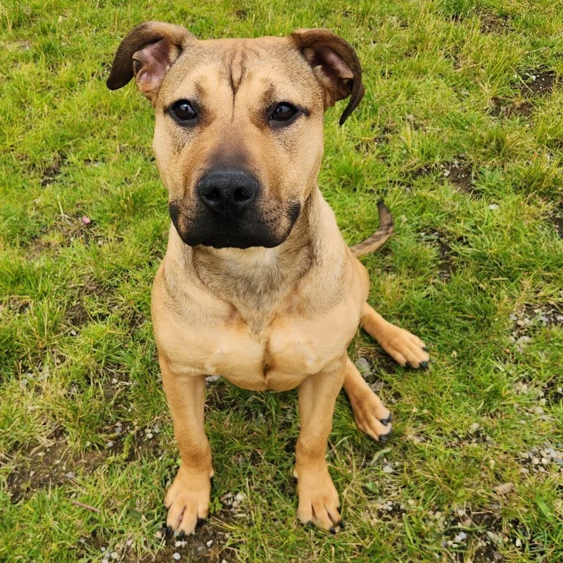 Pibble thumbnail 3