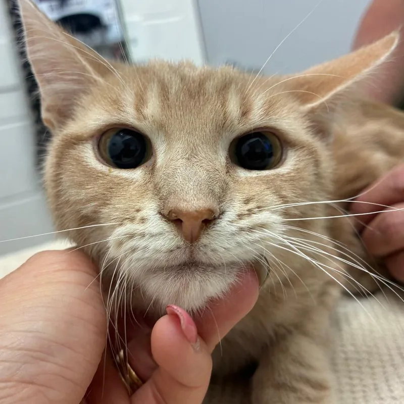 Theodore thumbnail 2