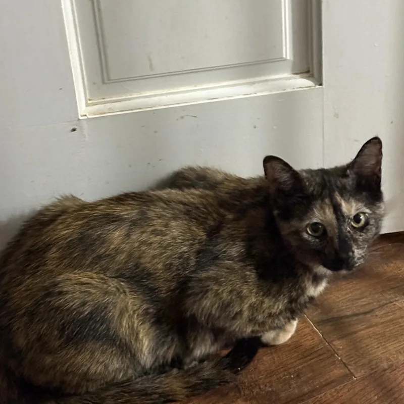 A young medium-sized female Tortoiseshell Domestic Short Hair cat named Tortieanne for adoption in Beaufort, SC