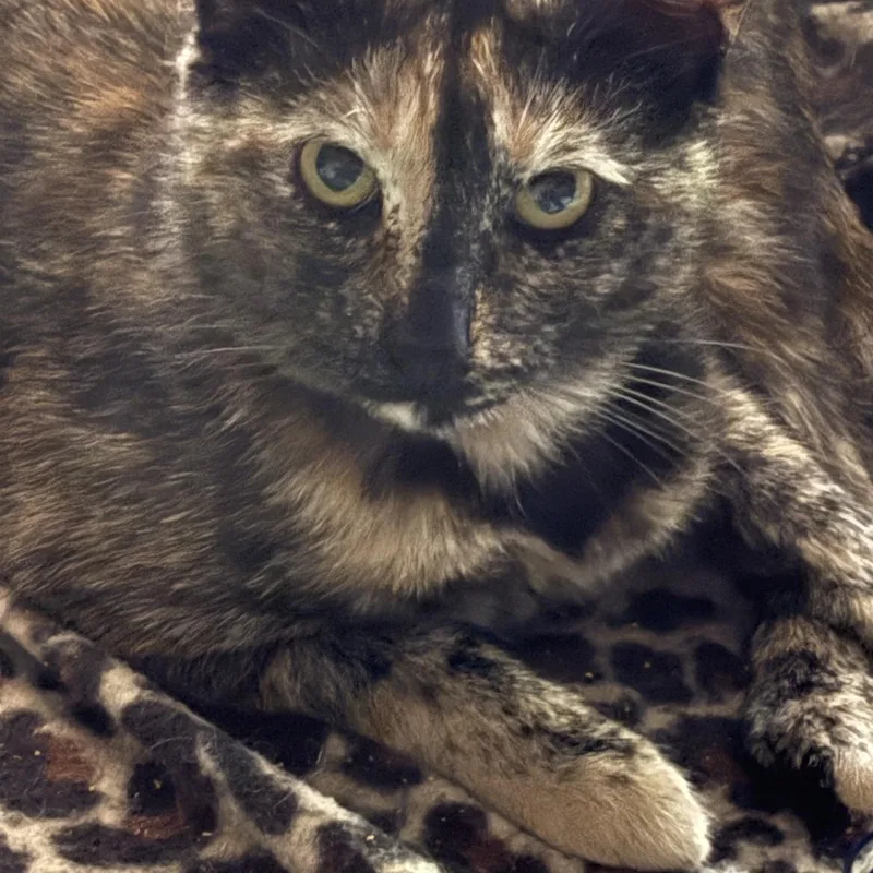 Tortieanne thumbnail 2