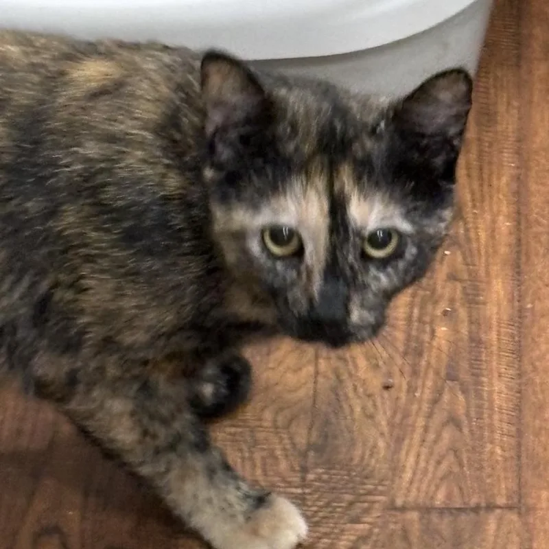 Tortieanne thumbnail 3