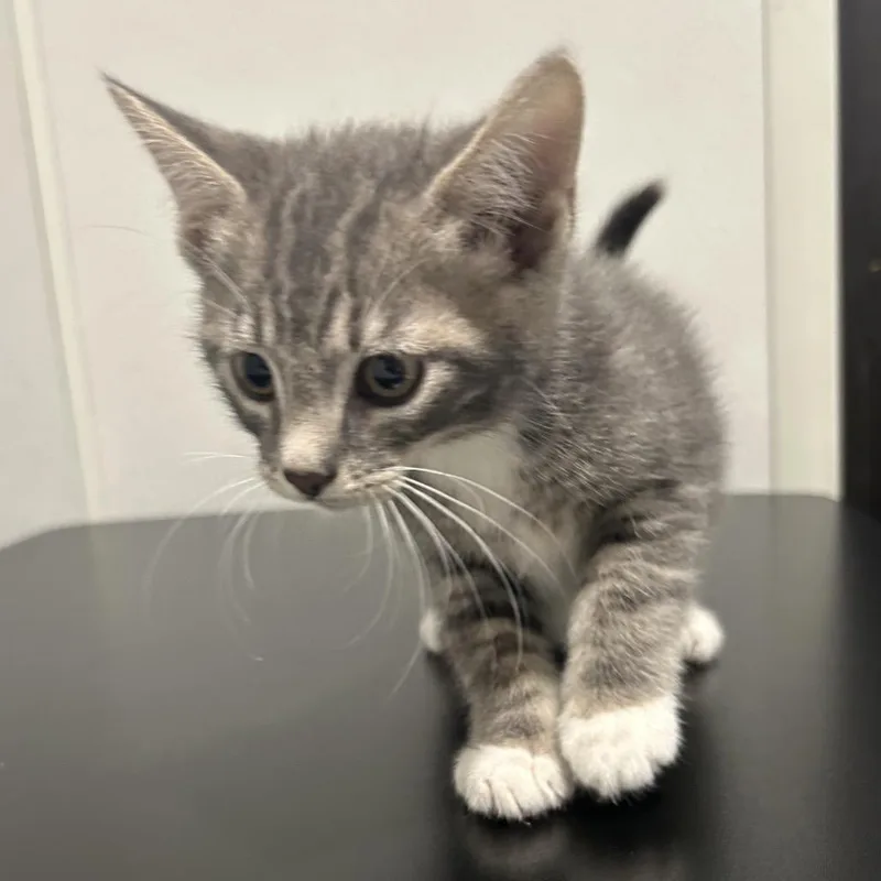 A baby small-sized male Gray / Blue / Silver Domestic Short Hair cat named Brioche for adoption in Tampa, FL