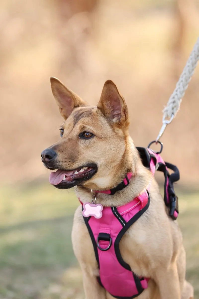 A baby medium-sized female Mixed Breed dog named Hazel for adoption in Holbrook, NY