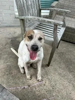 An adult large-sized male Australian Cattle Dog / Blue Heeler dog named Quigley for adoption in Pearland, TX