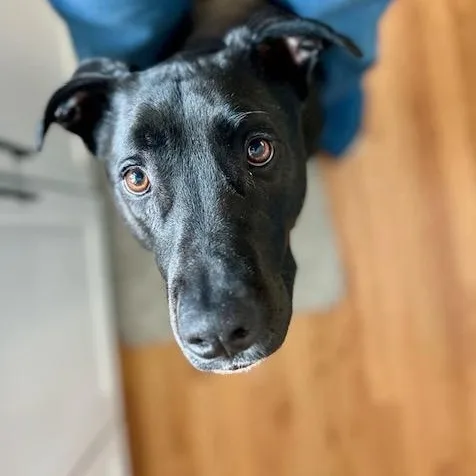An adult large-sized male Labrador Retriever dog named Ziggy for adoption in Portland, ME