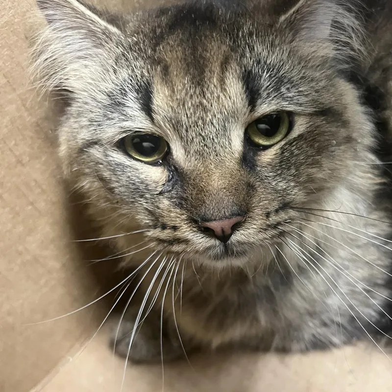 An adult medium-sized male Gray / Blue / Silver Domestic Long Hair cat named Tattletail for adoption in Harrisonburg, VA