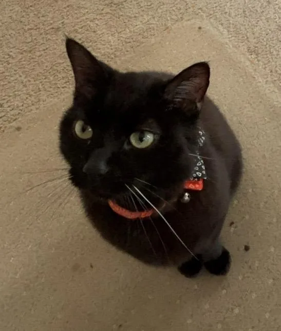 An adult medium-sized male Domestic Short Hair cat named Sam for adoption in Bloomington, IN