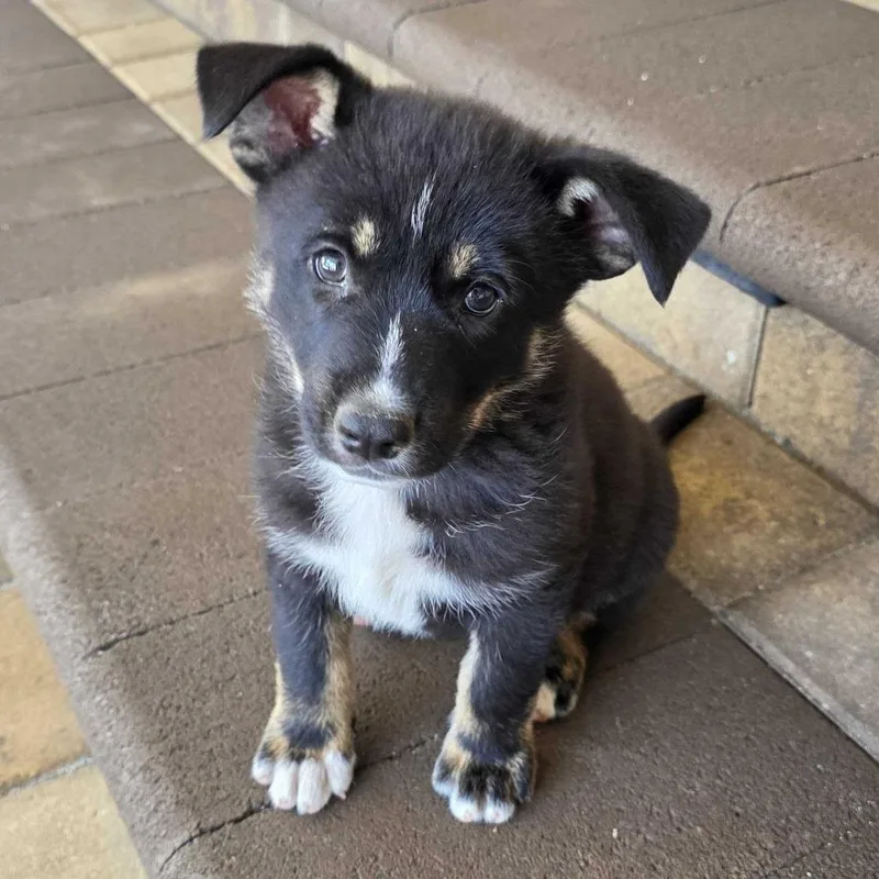 Roo