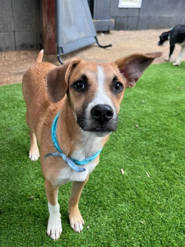 A young medium-sized male Tricolor (Brown, Black, & White) Terrier dog named Simba for adoption in San Diego, CA