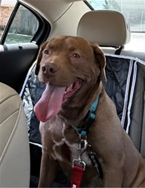 An adult large-sized female Mixed Breed dog named Clover for adoption in Dallas, TX