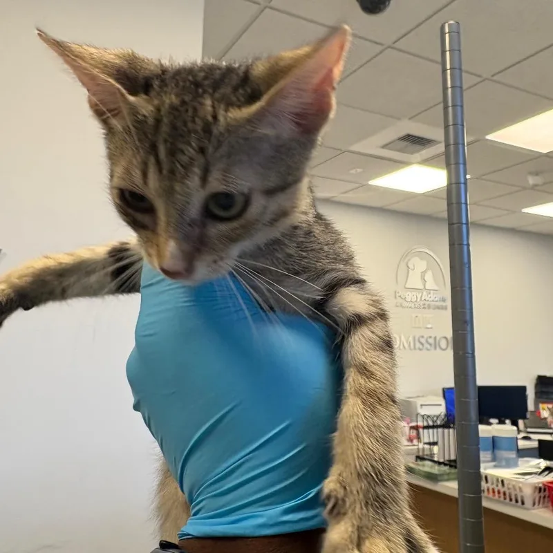 A baby small-sized male Gray / Blue / Silver Domestic Short Hair cat named Sarge for adoption in West Palm Beach, FL