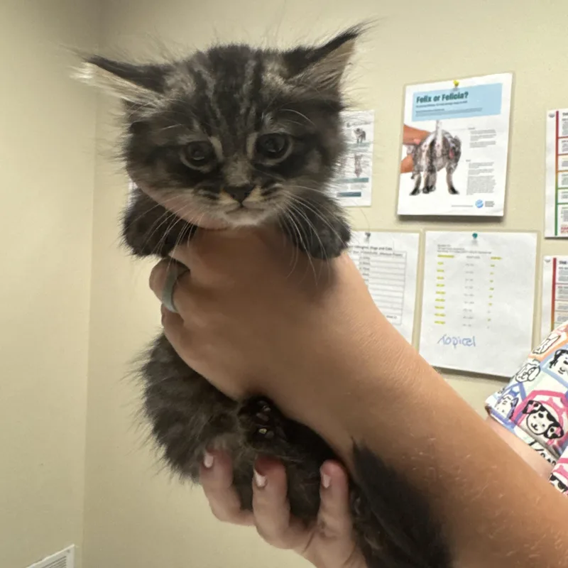 A baby medium-sized male Tabby (Brown / Chocolate) Domestic Long Hair cat named Udon for adoption in Dodgeville, WI