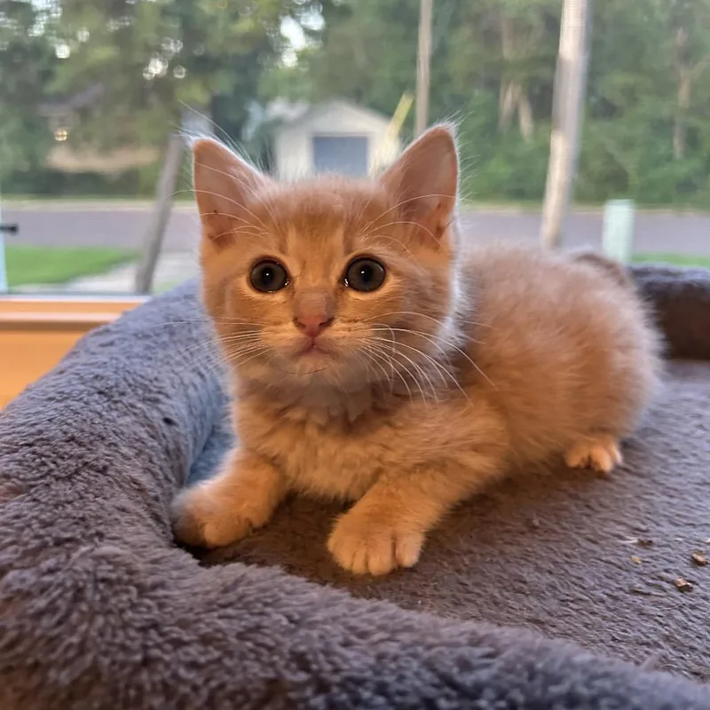 Butters