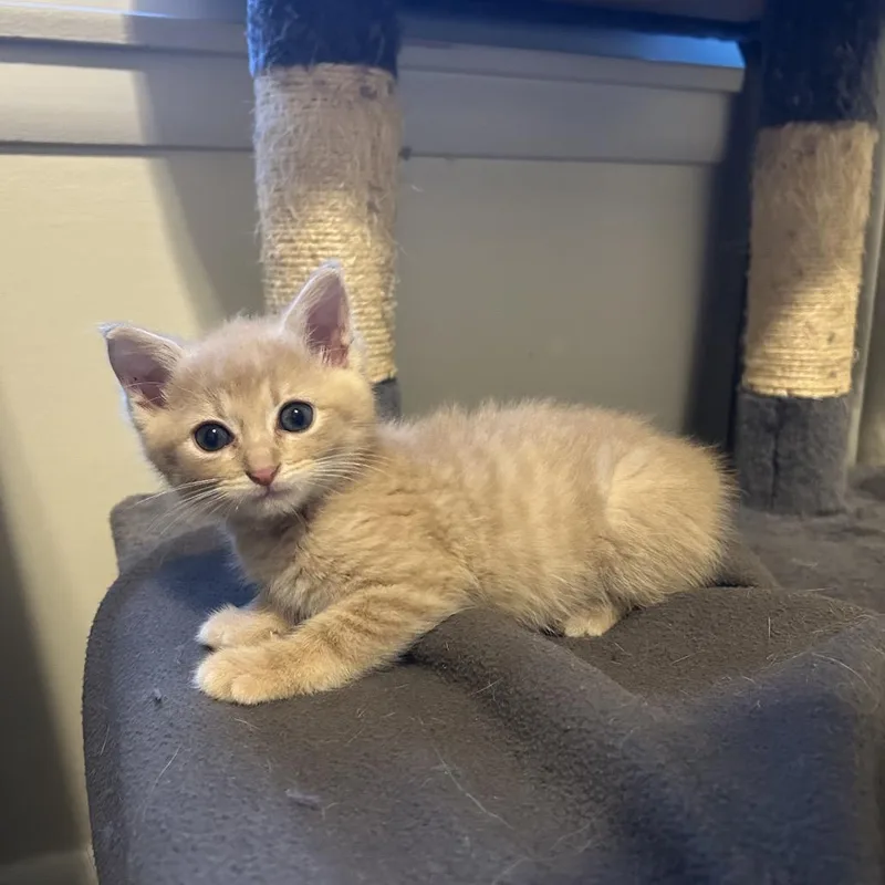 Butters thumbnail 3