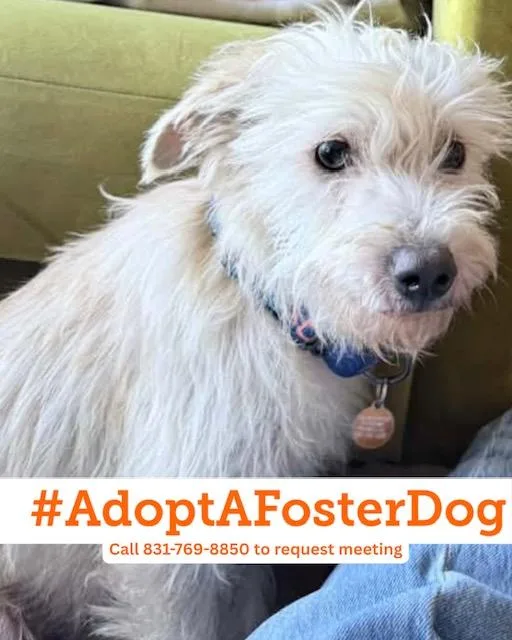 A young small-sized male Norfolk Terrier dog named Schuyler for adoption in Salinas, CA