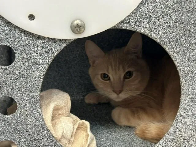A young medium-sized male Domestic Short Hair cat named Seattle for adoption in Tulsa, OK