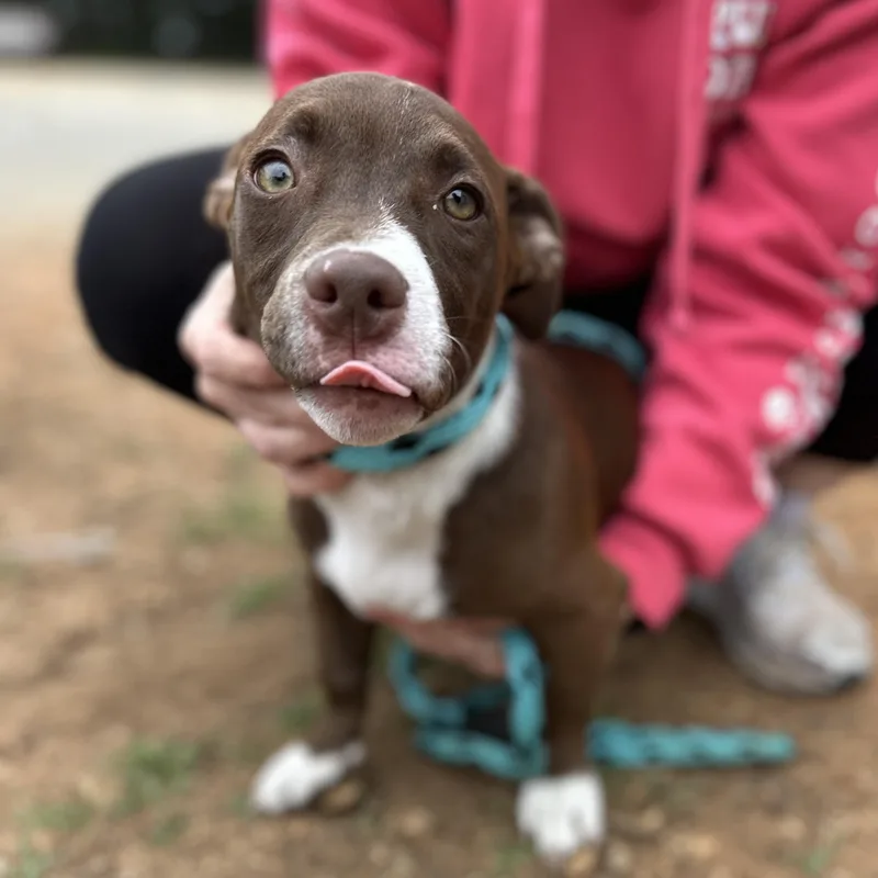 A baby medium-sized female White / Cream Pit Bull Terrier dog named Hop for adoption in Columbia, SC
