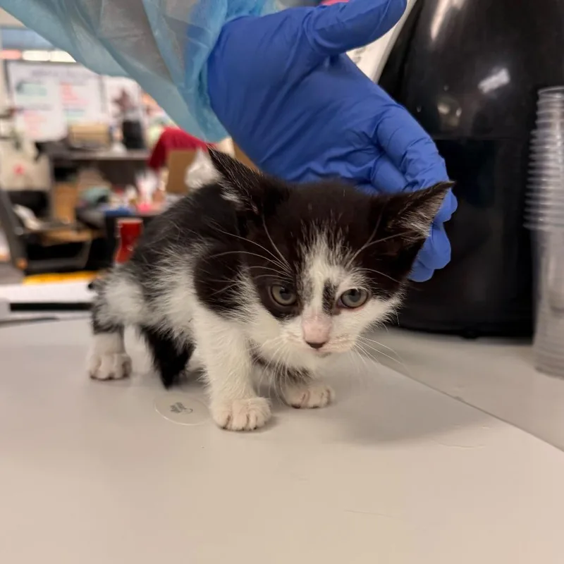 A baby small-sized female Black Domestic Short Hair cat named Mary Cassatt for adoption in Los Angeles, CA
