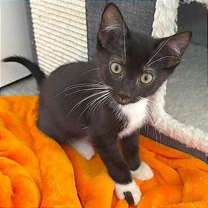 A baby small-sized male Black Domestic Short Hair cat named Uno for adoption in Pleasant Hill, CA