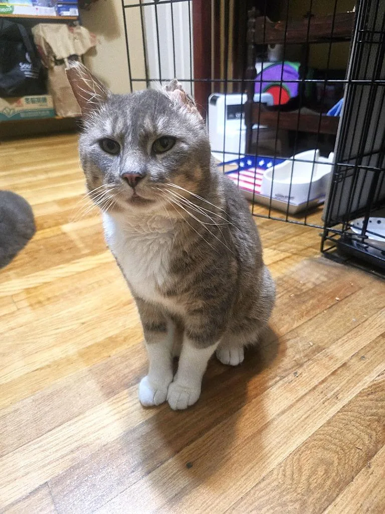 An adult medium-sized male Domestic Short Hair cat named Mufasa for adoption in Pawtucket, RI