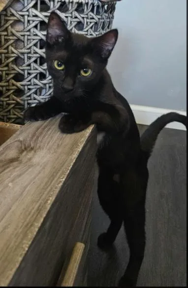 A young medium-sized female Domestic Short Hair cat named Nova for adoption in Phoenix, AZ