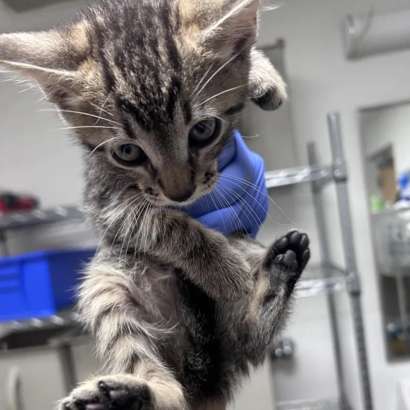 A baby small-sized male Brown / Chocolate Domestic Short Hair cat named Fezco for adoption in Philadelphia, PA