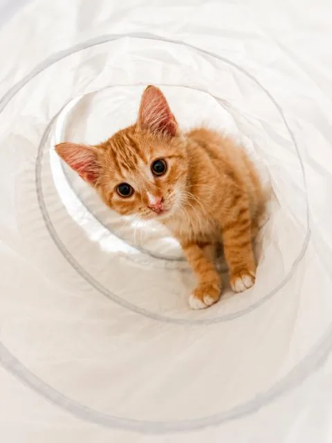 Waffles thumbnail 5