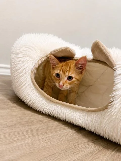 Waffles thumbnail 6