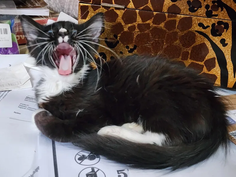 A baby medium-sized female Black & White / Tuxedo Domestic Short Hair cat named NaileenaC for adoption in Greenville, DE