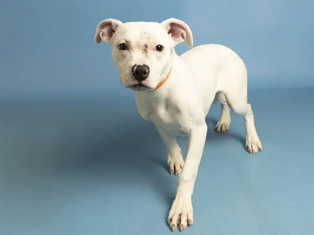 A young small-sized female Pit Bull Terrier dog named Dandelion for adoption in Phoenix, AZ