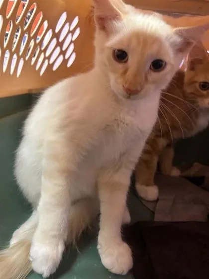 A baby small-sized male White Domestic Short Hair cat named 61422837 for adoption in El Paso, TX