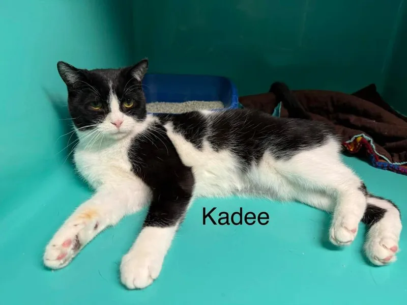A young medium-sized female Domestic Short Hair cat named Kadee for adoption in Plattsburgh, NY