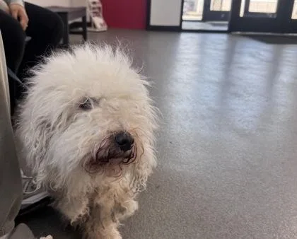 An adult small-sized male Mixed Breed dog named Snowball for adoption in West Chester, PA