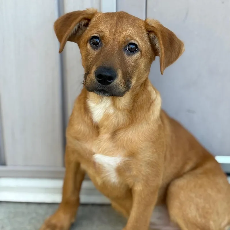 A baby small-sized female Brown / Chocolate Mixed Breed dog named Sequoia for adoption in Bedford, NH