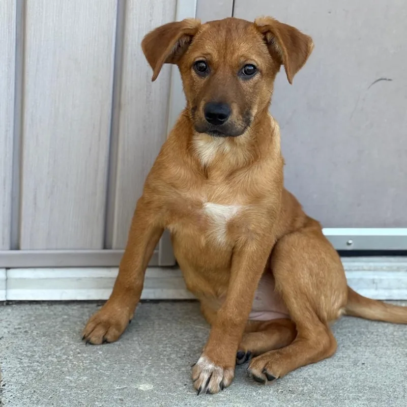 Sequoia thumbnail 2