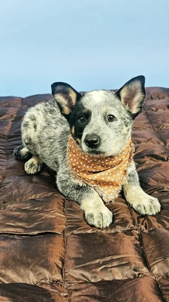 A baby medium-sized male Australian Cattle Dog / Blue Heeler dog named Cowpoke for adoption in Phoenix, AZ