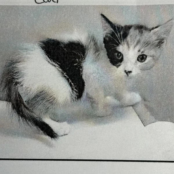 An adult small-sized female Domestic Short Hair cat named Cali for adoption in San Diego, CA