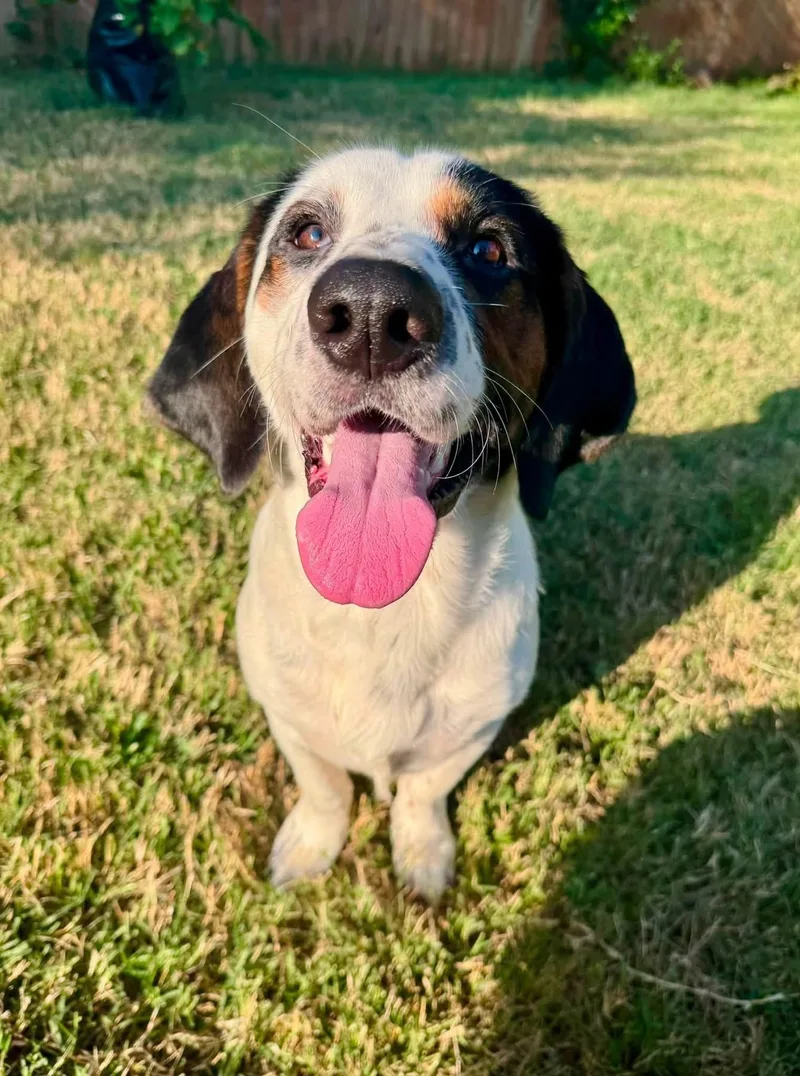 A young medium-sized male Tricolor (Brown, Black, & White) Basset Hound dog named Finn for adoption in Oklahoma City, OK