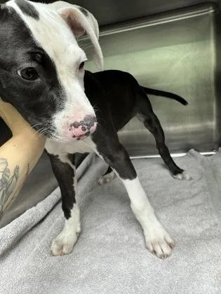 A baby large-sized male Border Collie dog named Splotch for adoption in Savannah, GA