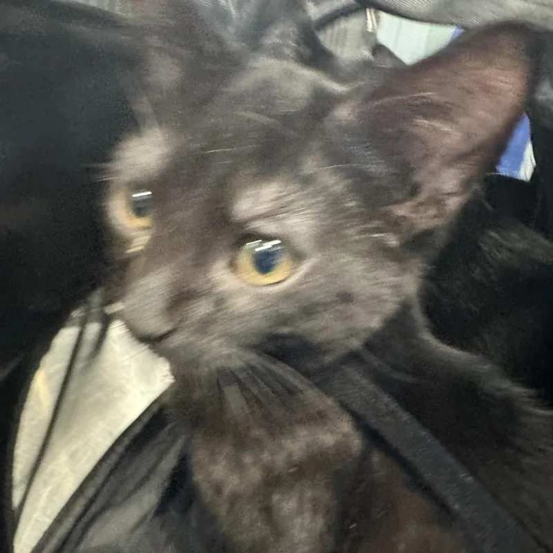 A baby medium-sized male Black Domestic Short Hair cat named Gusto for adoption in Greensboro, NC