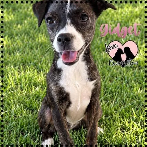 A baby small-sized female Brindle Pug dog named Gidget for adoption in Gilbert, AZ