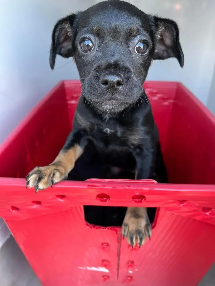 A baby small-sized female Bicolor Pug dog named Suzie for adoption in Oakdale, CA