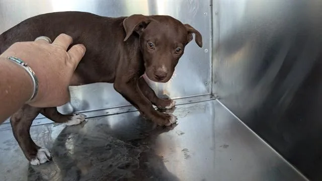 A baby large-sized male Pit Bull Terrier dog named Flats for adoption in Phoenix, AZ