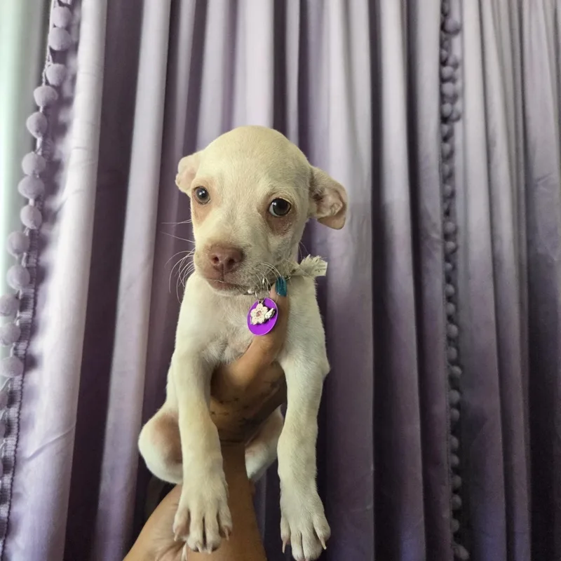 Praline